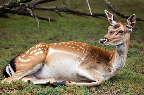 The Whitetail Deer Gestation Period Lessons From The Field