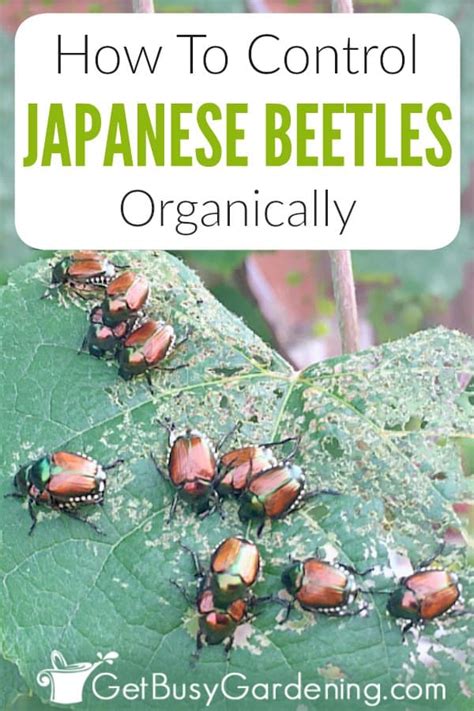 How To Control Japanese Beetles Organically Get Busy Gardening