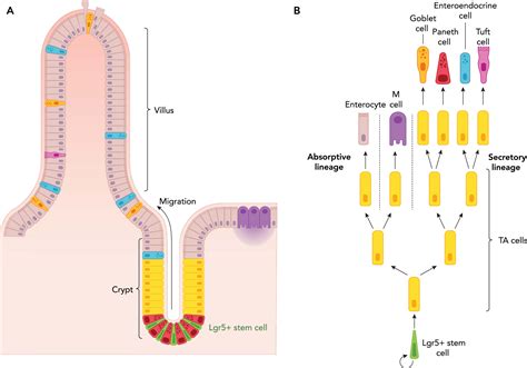 Stem Cells In Repair Of Gastrointestinal Epithelia Physiology