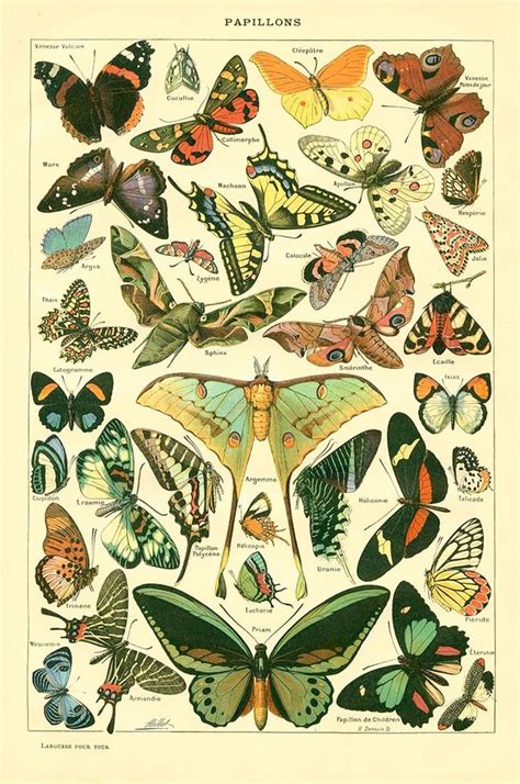 Free Vintage Graphics Butterflies Entomology Vintage Wall Art