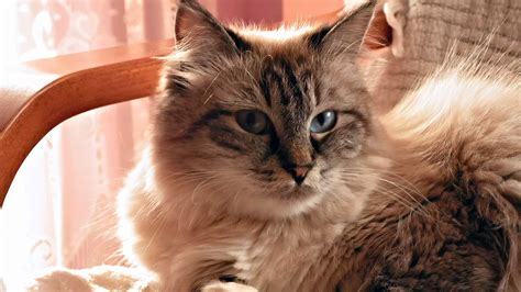 Siberian Cat Breed Information And Pictures Cyberpet