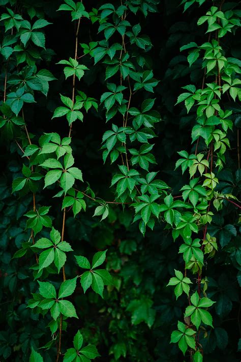 🔥 Download Leaves Plant Green Grapes Vine Hd Wallpaper By Brandonr46