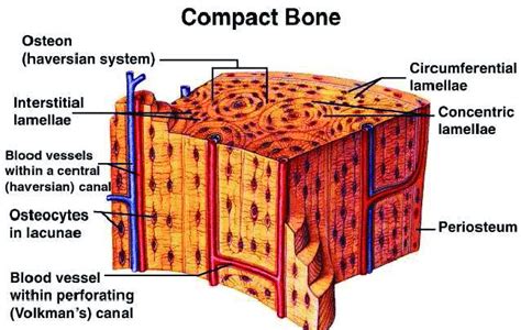 Compact Bone Diagram Lacunae Bone Histology General Overview Compact