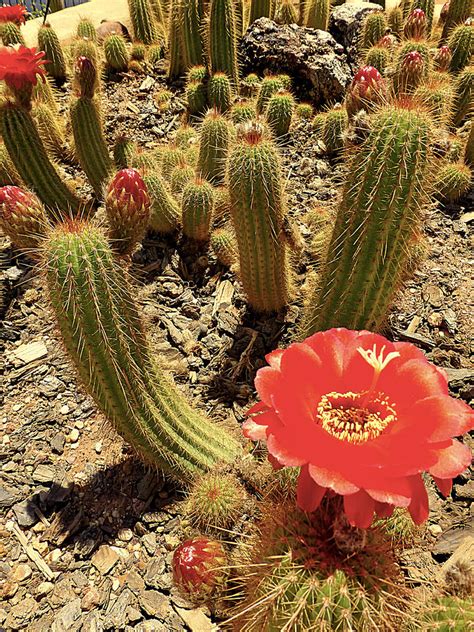Desert Cactus Flower Photograph By Girish J Fine Art America