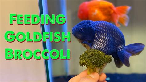 Goldfish Eat Broccoli Feeding Goldfish Veggies Youtube