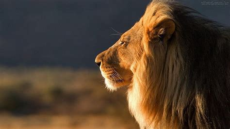 Leo The Lion Cat Mane Big Profile Hd Wallpaper Peakpx