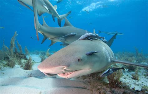 Sharks Wild Animals News And Facts