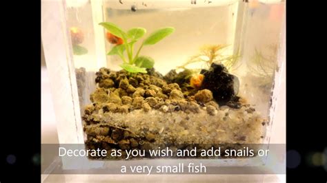 Smallest Aquarium In The World Diy Youtube
