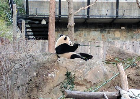 National Zoo Grateful For Its Time With Bao Bao Wtop News