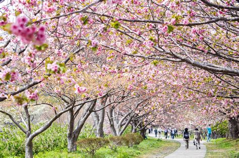 When Is Japan Cherry Blossom Season 2019