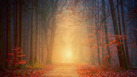 Download Wallpaper 1920x1080 Forest Fog Autumn Trees Foliage Full