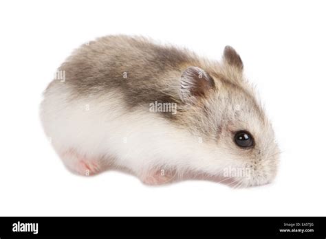 Baby Syrian Hamsters Hi Res Stock Photography And Images Alamy