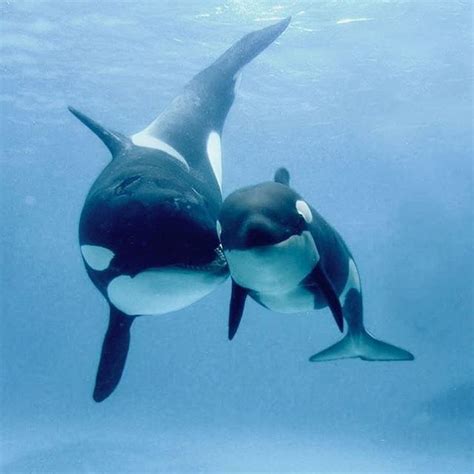 Orcas Posing For The Camera 📸 Caption This 🏼 Via Whalesorcas Rare