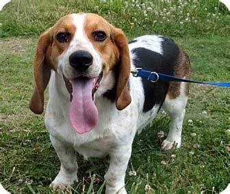 The cost to buy a basset hound varies greatly and depends on many factors such as the breeders' location, reputation, litter size, lineage of the puppy, breed popularity (supply and demand), training, socialization efforts, breed lines and much more. All About The Basset Hound Beagle Mix: Facts/ Information