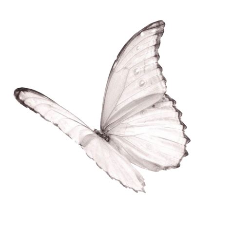 Butterfly Png Tublr Aesthetic White Butterflies Fly Overlay Texture
