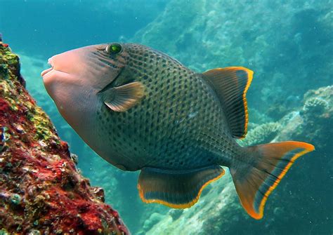 Triggerfish Facts Snorkeling Thailand