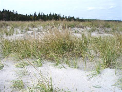 Ammophila Breviligulata American Beach Grass Go Botany
