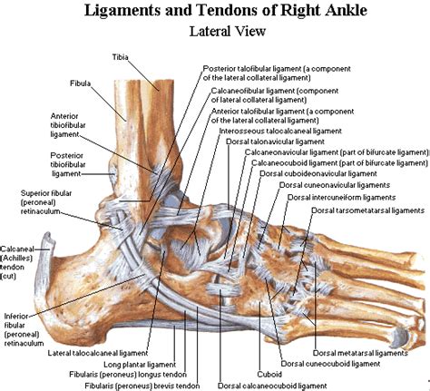 Anatomy Of The Ankle Elliots Site