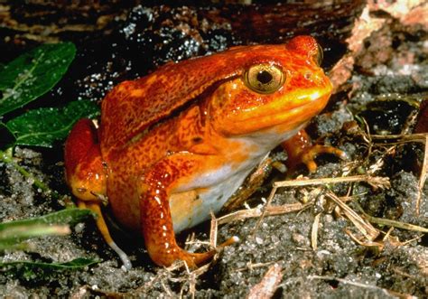 Pictures Cute And Colorful Frog Images Amphibians Live Science