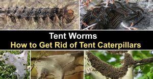 Tent Worms Effective Ways To Get Rid Of Tent Caterpillars
