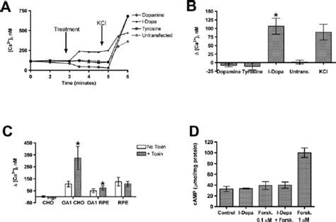 Increased Intracellular Calcium In Response To L Dopa A