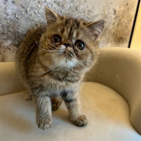 Exotic Shorthair Kittens For Sale Luxury Breeds At Bellspurr