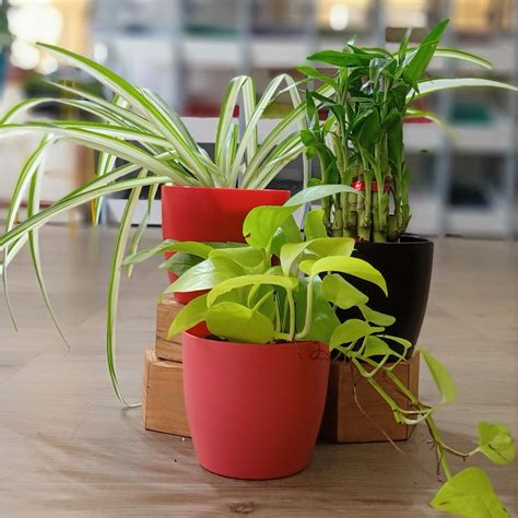 Office plants can increase the humidity around a desk, remove toxins from the air,﻿﻿ and add a aloe plants are easy to grow if they are supplied with one essential ingredient: Best desk plants | TheGreenyard.in