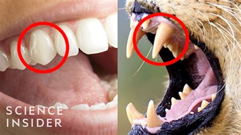 There are many kinds of animal teeth such as flat teeth sharp and pointed teeth or even both like humans do! The Real Reason Humans Have Those Sharp Front Teeth - YouTube