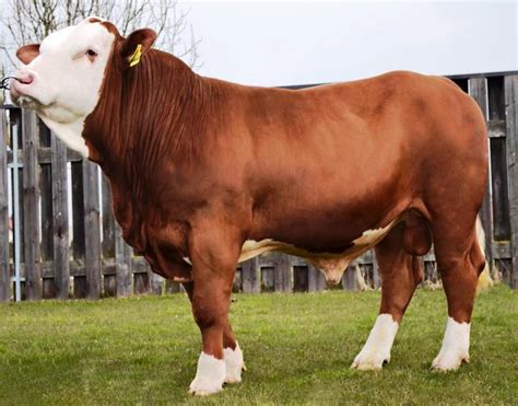 Bibit Sapi Simmental