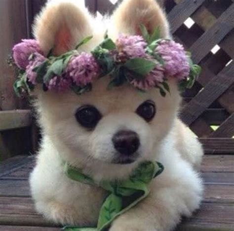 Animals In Flowercrowns Tw Adorable Page 2 The
