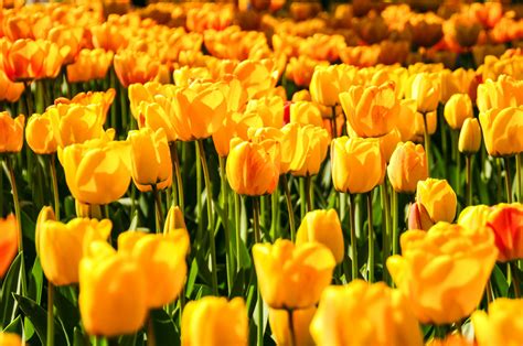 Beautiful Yellow Tulips Free Stock Photo Public Domain Pictures