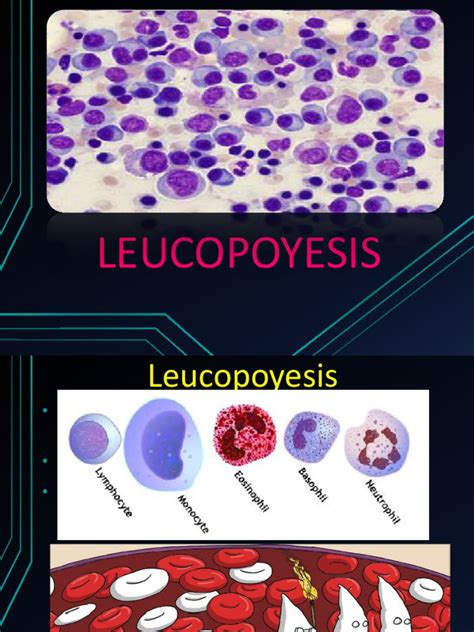 Leucopoyesis Finalpptx Linfocitos Nucleo Celular