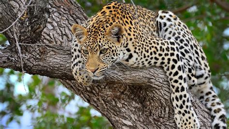 Free Download Cheetah Predator Lying Big Cat Images