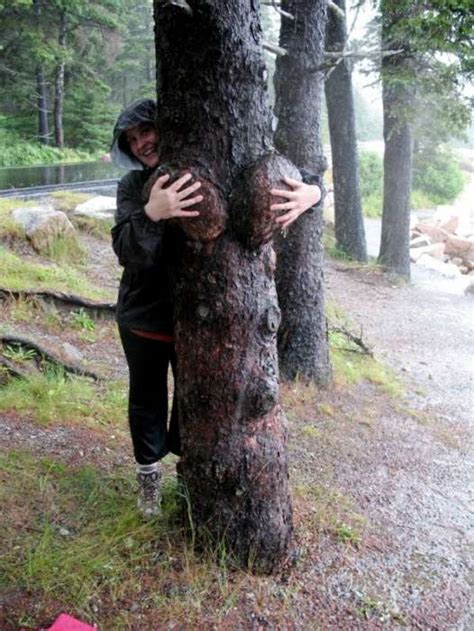 Curious Funny Photos Pictures Sexy Trees 28 Pics