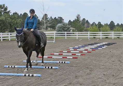 10 Ground Pole Exercises Budget Equestrian