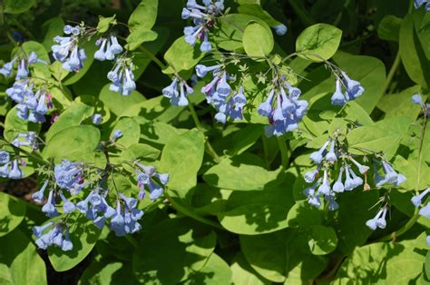 The Five Best Native Blue Flowers Gardeninacity