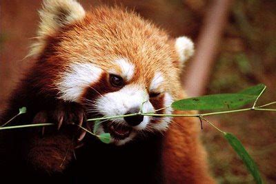A little bit of ambiguity and people discussing. Photo and image: Real firefox animal in the world.