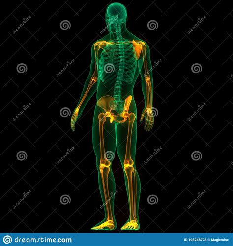 Human Skeleton System Appendicular Skeleton Bone Joints Anatomy Stock