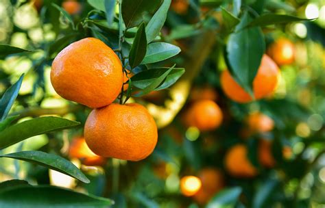 How To Grow Healthy Citrus Trees Katek Fertilizers