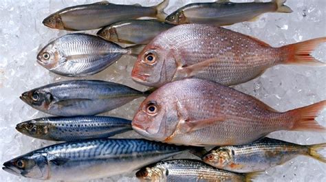 Food Poisoning From Fish Ciguatera And Scombroid