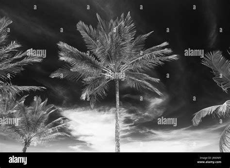 Coconut Tree Food Fruit Nature Flora Exotic Wind Palm Tree Hi Res Stock