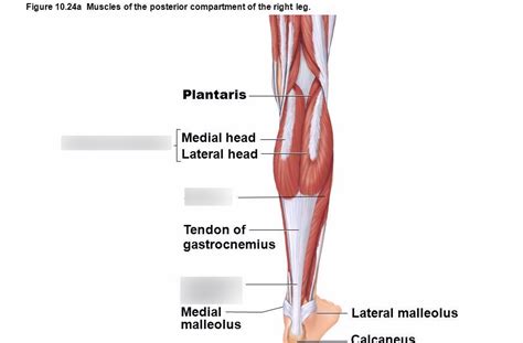 Leg Muscle Diagram Calf The Gastrocnemius Muscle Has Two Large