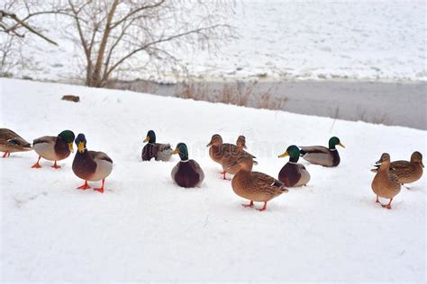 Ducks On Snow Stock Image Image Of Freeze Outdoor 136175817
