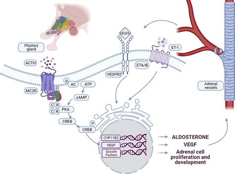 Frontiers Vascular And Hormonal Interactions In The Adrenal Gland