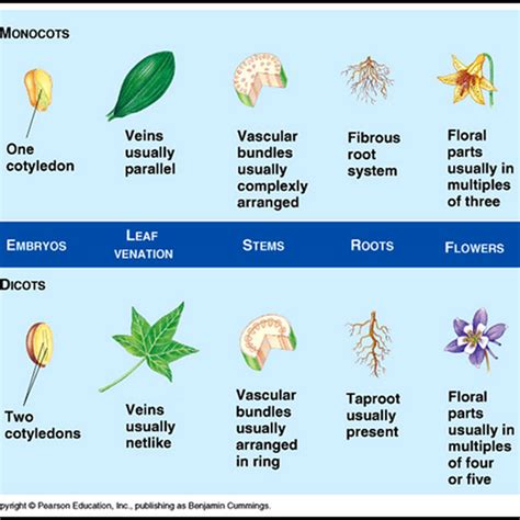 Difference Between Monocotyledon And Dicotyledon Plants Plant Science