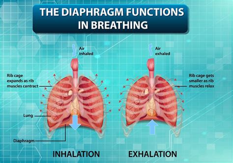 The Diaphragm Functions In Breathing 1962615 Vector Art At Vecteezy