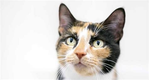 Calico Cat Names 250 Great Ideas For Naming Your Calico