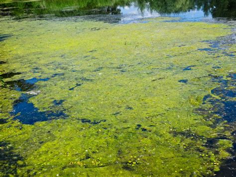 Florida Tourism Has An Algae Problem World Wanderlust Green Algae