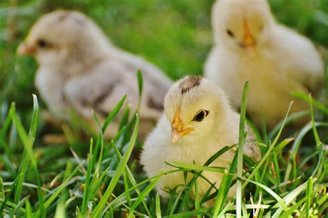 3 Chicks On Green Grass · Free Stock Photo