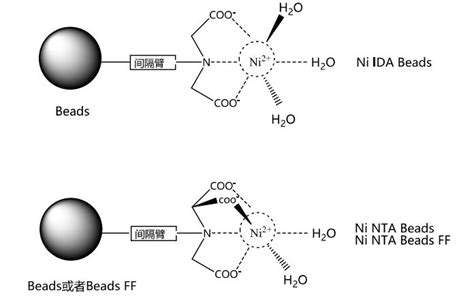 组氨酸标签蛋白分离层析亲和蛋白纯化介质 Ni NTA Beads